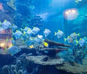 Aquarium at Saltwater Grill