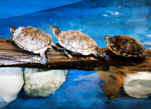 Turtles at Gulf World
