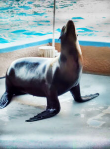 Sea Lion at Gulf World